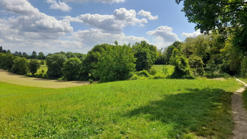 F2 Mittelhausbergen (16)